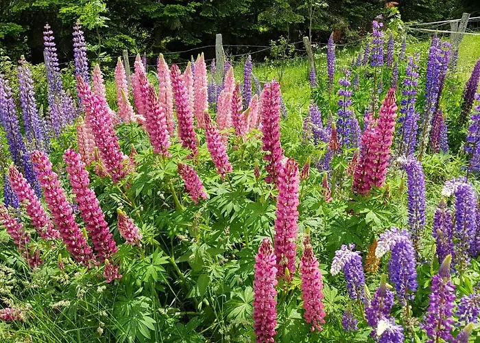 D'hotes Les Marmottes Arbéost