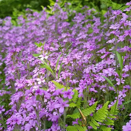 Alojamento de Acomodação e Pequeno-almoço D'hôtes Les Marmottes *