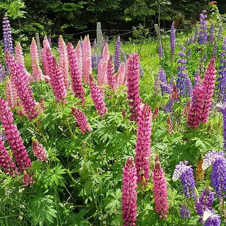 D'hôtes Les Marmottes Arbéost