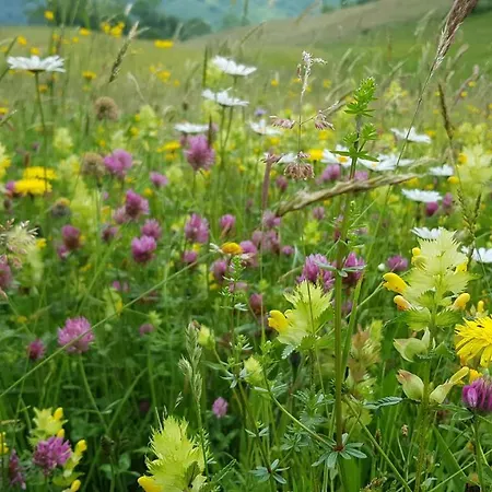 D'hôtes Les Marmottes *