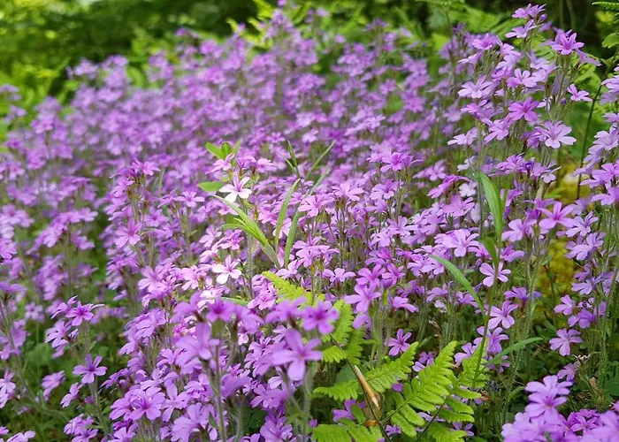 Bed & Breakfast D'hotes Les Marmottes *