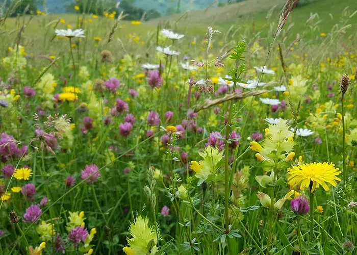 D'hotes Les Marmottes *